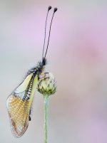 Libelloides baeticus 24 mayo 2026 CV-Editar.jpg