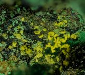 2025-09-23-12.41.34 ZS PMax.jpg