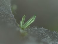 Mandarinoite_FOV_1,8mm_2026-05-14.jpg