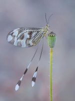 Nemoptera bipennis 28 mayo 2026 CV-Editar.jpg