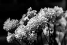 _1010012B&W.jpg _1010012B&W.jpg