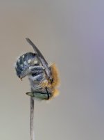 Nomada sp. 27 abril 2026 CV.jpg