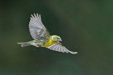 20240608-_MAC corbnatur 1056SF.jpg