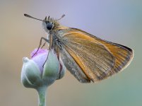 Thymelicus sylvestris 24 junio 2026 BUS-Editar.jpg