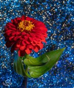 flor zinnia-17.jpg