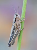 Saltamontes Chorthippus sp. 30 abril 2026 CV-Editar.jpg