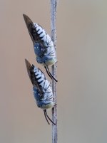 Abejas cuco Coelioxys sp.15 julio 2026 COL-Editar.jpg