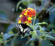 _DSC3948.JPG