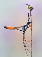 Ammophila sabulosa y Anthidiellum strigatum 26 julio 2026 COL-Editar.jpg