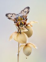 Ectophasia crassipennis 8 agosto 2026 BUS-Editar.jpg