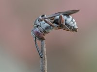 Nomada sp 5 septiembre 2026 COL.jpg