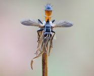 Cylindromyia pilipes 15 septiembre 2026 COL-Editar.jpg