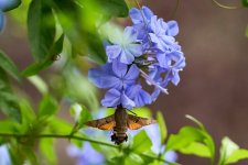2026 07 07 Esfinge colibrí 002.jpg