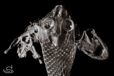 despull serp- dragonet - esquelet-37.jpg