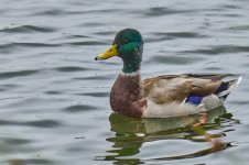 Azulon__67A3041.jpg Azulon__67A3041.jpg