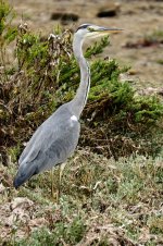 Garza Real__67A2906.jpg Garza Real__67A2906.jpg