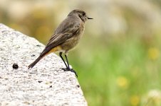 pajaro Tizon__67A2700.jpg pajaro Tizon__67A2700.jpg