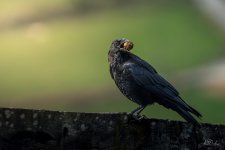 _DSC0242-topaz-.jpeg