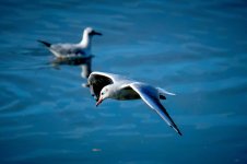 _Vuelo Gaviota_A743163.jpg