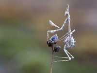 Empusa pennata 6 octubre 2026 COL-Editar.jpg Empusa pennata 6 octubre 2026 COL-Editar.jpg
