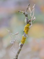 Empusa penatta.jpg Empusa penatta.jpg