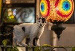 Turkey Cat2.jpg Turkey Cat2.jpg