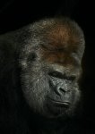 Retrato gorila 1.jpg