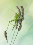 grillo-verde-planta.jpg