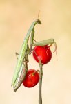 mantis-rojas-web.jpg
