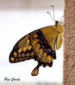 mini_DSC06607.JPG
