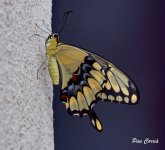 mini_DSC06612.JPG