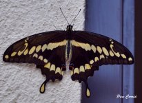 mini_DSC06618.JPG