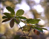 _DSC8590-8597- OTOÑO MONTANCHEZ CASTAÑAR ILCE-7M2 ----.jpg