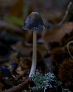 _DSC0891-MACRO SETAS OTOÑO MONTANCHEZ CASTAÑAR ILCE-6000 Sony FE 28mm F2 (SEL28F20).jpg