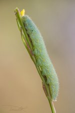pieris-rapae.jpg
