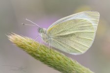 pieris-rapae-2.jpg