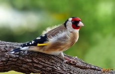 DSC04380 (1)NTFFF.jpg