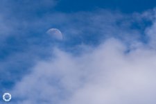 _DSC5131.jpg