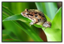 makolvi-photographer-macro2.jpg
