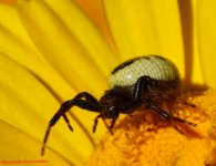 Araña-3 makolvi.jpg