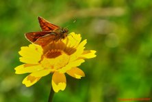  Large Skipper-3 makolvi 1.jpg