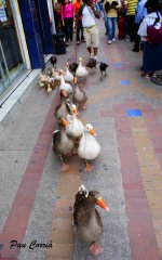 mini_DSC01439.JPG