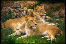 Leones.JPG