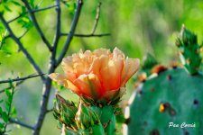 mini_DSC01540.jpg