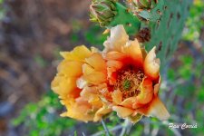 mini_DSC01541.jpg