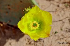 mini_DSC01667.jpg
