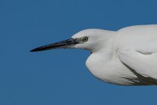 _DSC7303.jpg