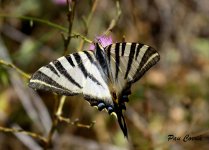 DSC06014 - Mariposa de cola de gallo (Papilio machaon).JPG