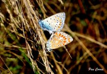 mini_DSC07995.JPG