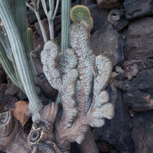 Lanzarote (231).jpg